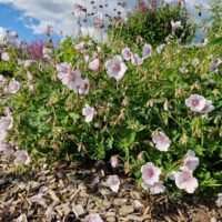 Geranium ‘Derrick Cook’