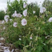 Geranium ‘Derrick Cook’