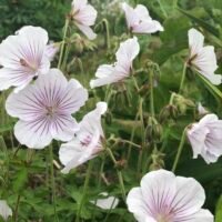 Geranium ‘Derrick Cook’