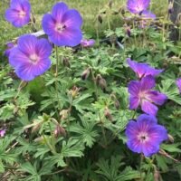 Geranium himalayense ‘Gravetye’