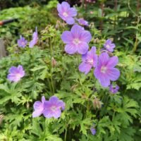 Geranium himalayense ‘Gravetye’