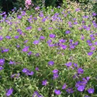 Geranium ‘Nimbus’