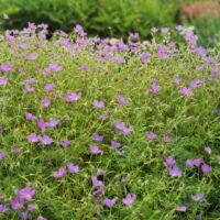 Geranium ‘Nimbus’