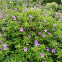 Geranium ‘Nimbus’