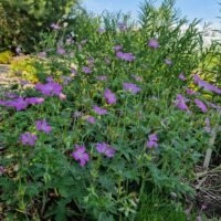 Geranium ‘Claridge Druce’