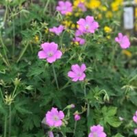 Geranium ‘Claridge Druce’