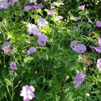 Geranium ‘Hollywood’