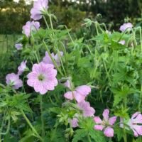 Geranium ‘Hollywood’