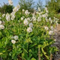 Geranium phaeum ‘Album’