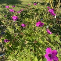 Geranium ‘Red Admiral’