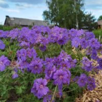 Geranium ‘Sabani Blue’