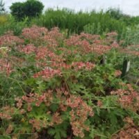 Geranium ‘Sabani Blue’