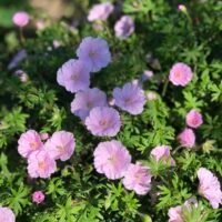 Geranium san. var. striatum