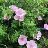 Geranium san. var. striatum