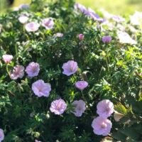 Geranium san. var. striatum