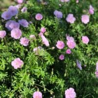 Geranium san. var. striatum