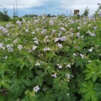 Geranium ‘Ice Blue’