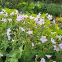 Geranium ‘Ice Blue’