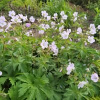 Geranium ‘Ice Blue’