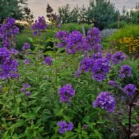 Phlox ‘Skyscraper’
