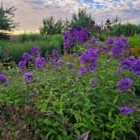 Phlox ‘Skyscraper’