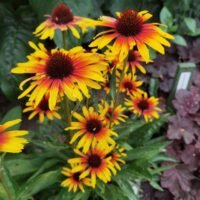 Echinacea ‘Fiery Meadow Mama’