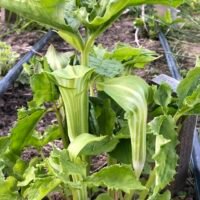 Arisaema amurense