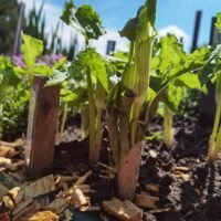 Arisaema amurense