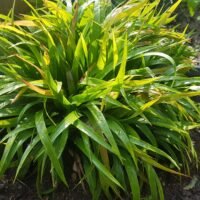 Luzula pilosa ‘Igel’