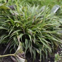 Luzula pilosa ‘Igel’