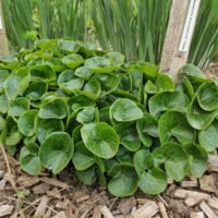 Asarum europaeum