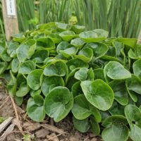 Asarum europaeum