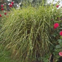 Miscanthus sinensis ‘Little Zebra’