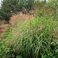 Miscanthus sinensis ‘Little Zebra’