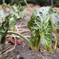 Arum Italicum