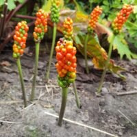 Arum Italicum