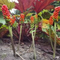 Arum Italicum
