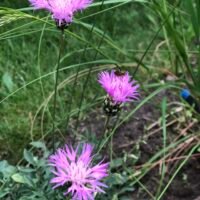 Centaurea simplicicaulis