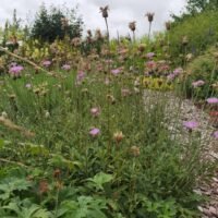 Centaurea simplicicaulis