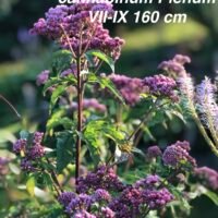 Eupatorium cannabinum ‘Plenum’