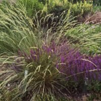 Festuca mairie