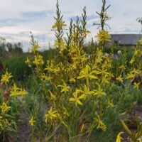 Asphodeline liburnica