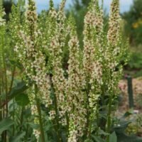 Verbascum chaixii ‘Wedding Candles’