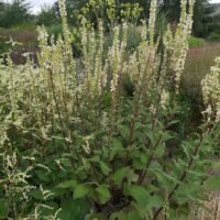 Verbascum chaixii ‘Wedding Candles’