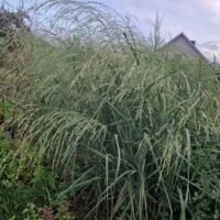 Panicum amarum ‘Dewey Blue’