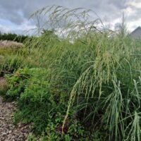 Panicum amarum ‘Dewey Blue’