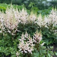 Astilbe japonica ‘Bronzelaub’