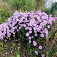 Aster dumosus b.p.(2)