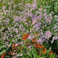 Aster ericoides ‘Blue Star’