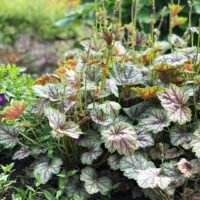Heuchera ‘Color dream’